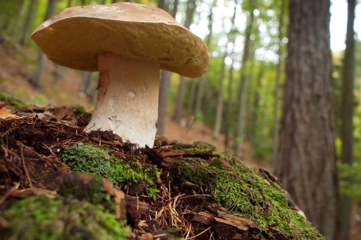 9 Best Oyster Mushroom Substitutes