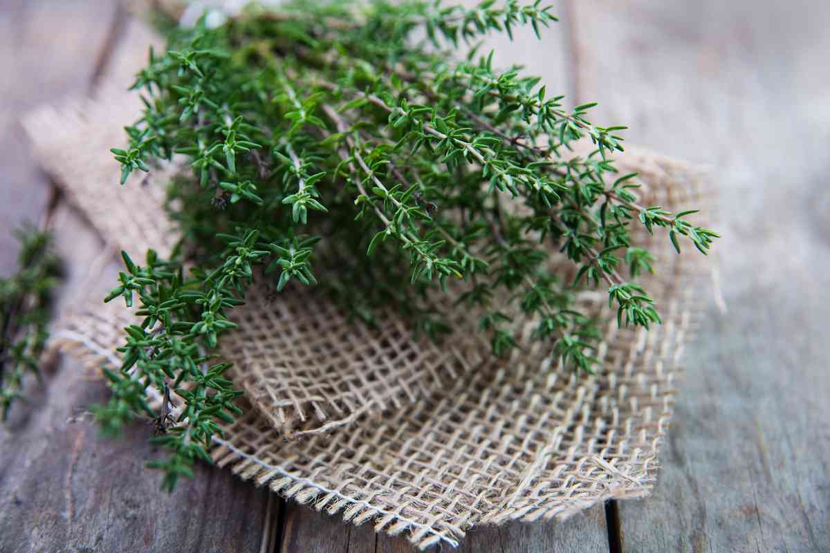Thyme Vs Rosemary ( Best Comparison and Differences)