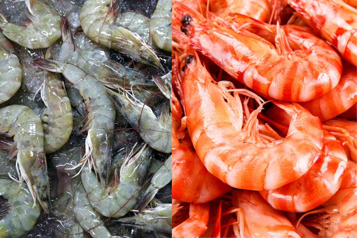 Gray And Pink Shrimp